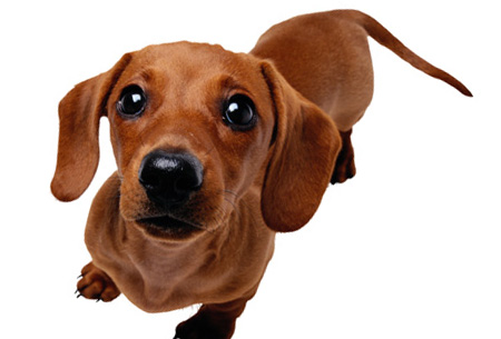 Winter Pet Safety Information