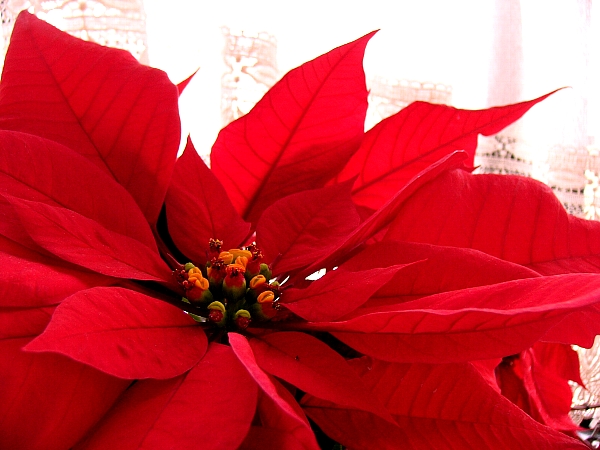 Christmas Plants & Pet Safety This Holiday Season